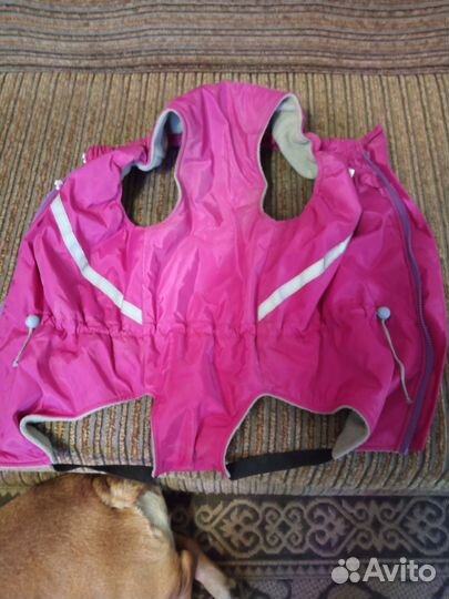 Одежда и амуниция для средней собаки