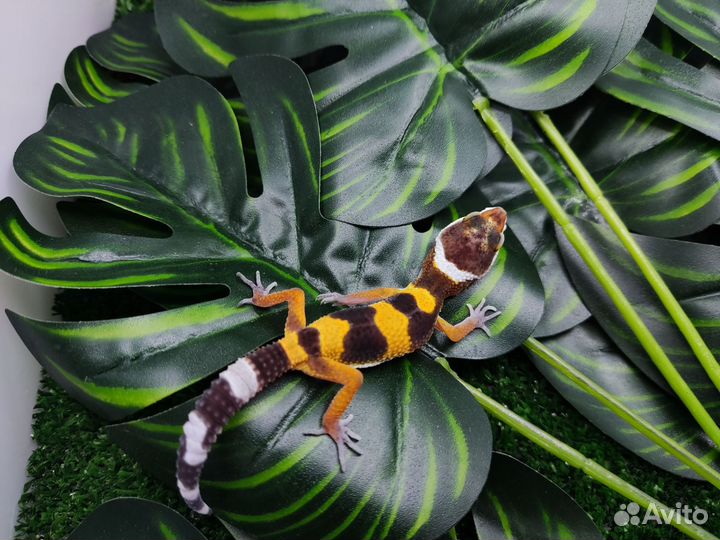 Геккон эублефар