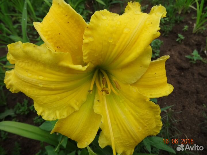 Лилейник molokai