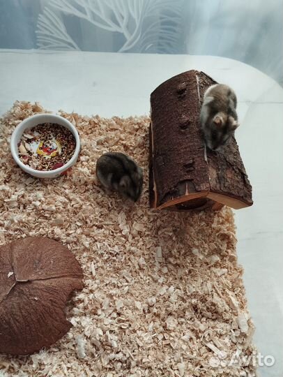 Отдам джунгарских хомяков с домом в добрые руки