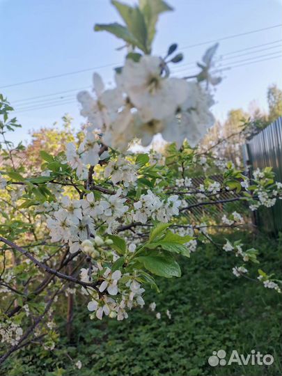 Саженцы сливы