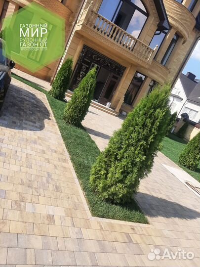 Рулонный газон