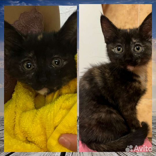 Милый котенок в добрые руки