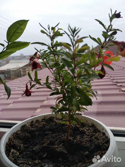 Сортовой комнатный гранат