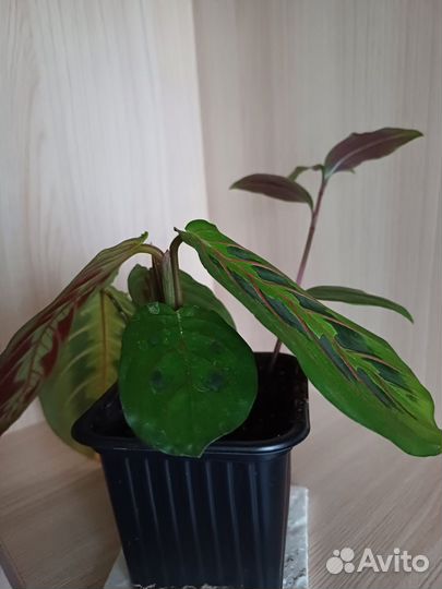 Маранта триколор