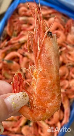 Северная креветка