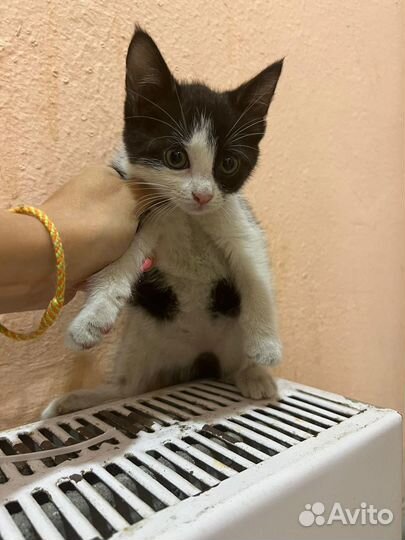 Котята в добрые руки бесплатно