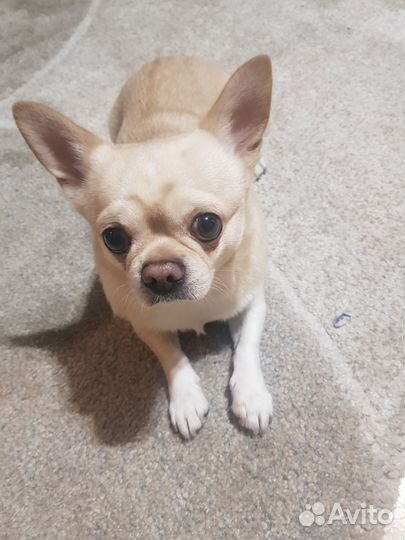 Вязка кобель чихуахуа