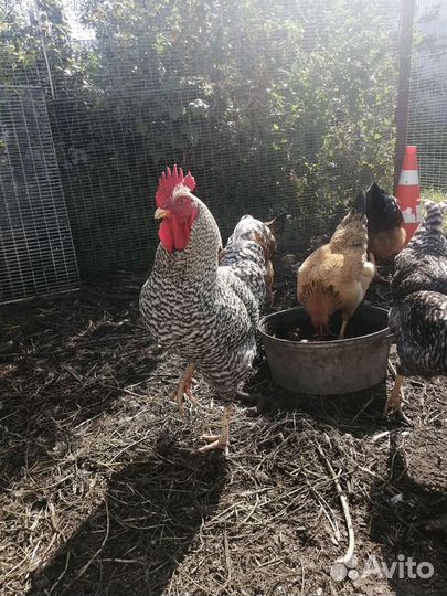 Петух Плимутрок