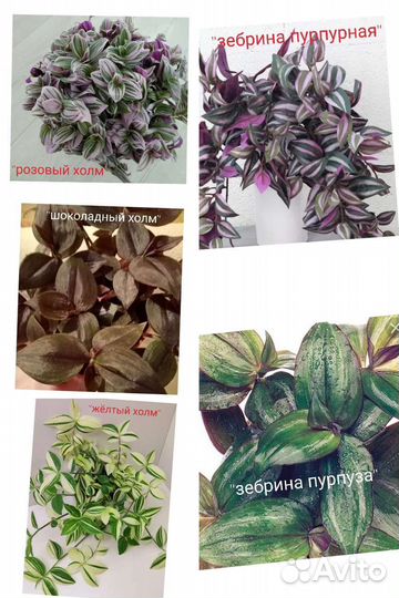 Традесканция.Рео.Силомантана