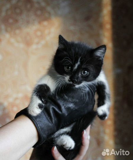 Котёнок чёрный с белым 1 месяц чёрно-белый