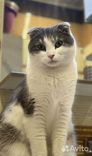 Шотландский вислоухий кот