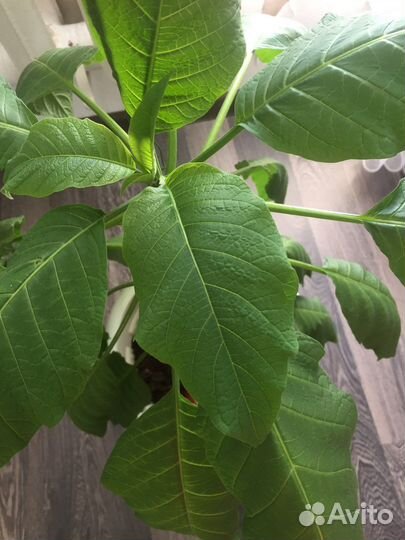 Авокадо,растение