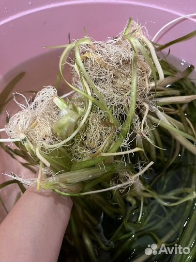 Валиснерия гигантская