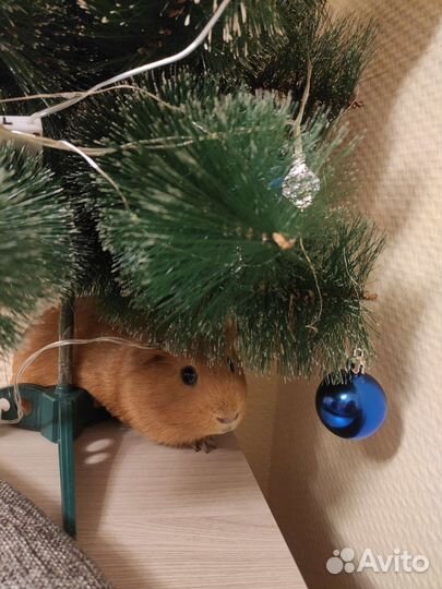 Домашняя передержка животных