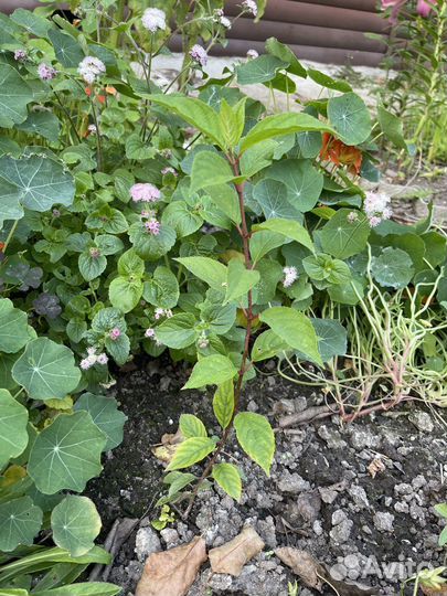 Гортензия метельчатая черенки