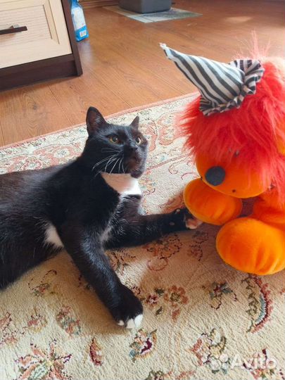 Черный кот в дар