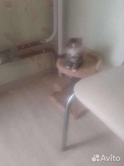 Отдаю бесплатно