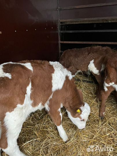 Бычки симменталы, лимузины