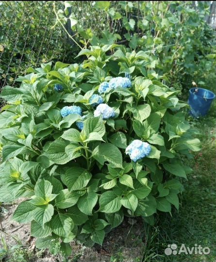 Гортензия голубая саженцы