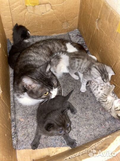 Котята бесплатно