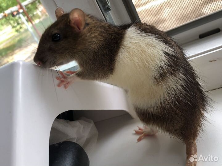 Крыса с клеткой