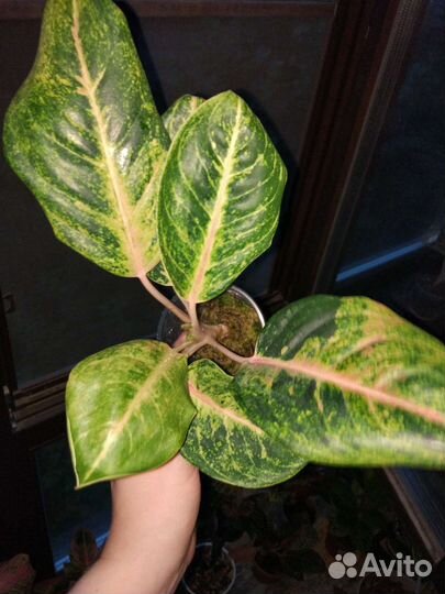Аглаонема эмиральд холидей Бронь