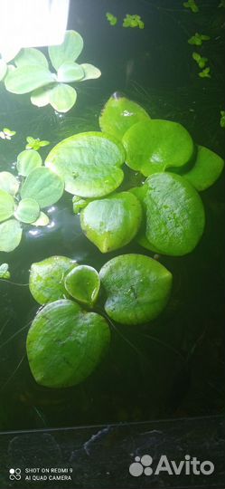 Живые растения для аквариума