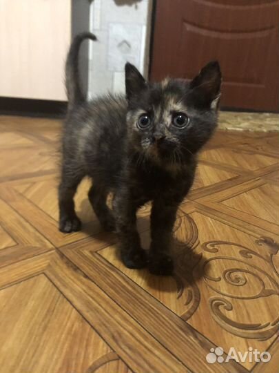 Кошка