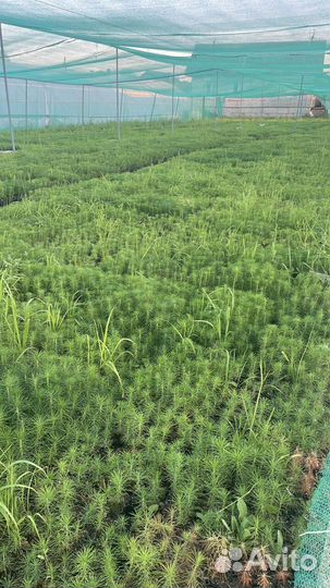 Саженцы сосны окс от производителя