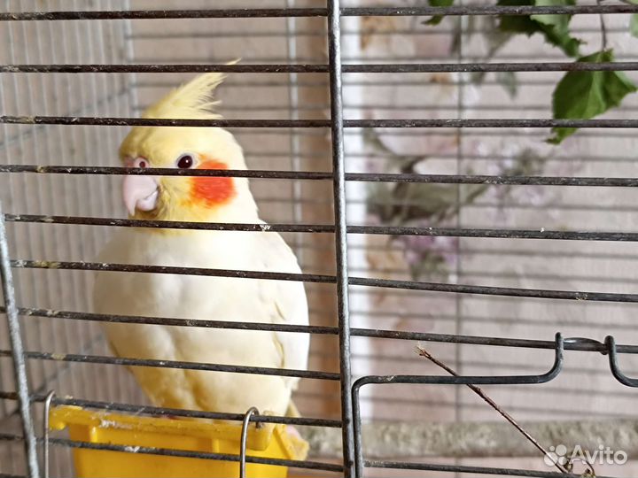 Самка кореллы