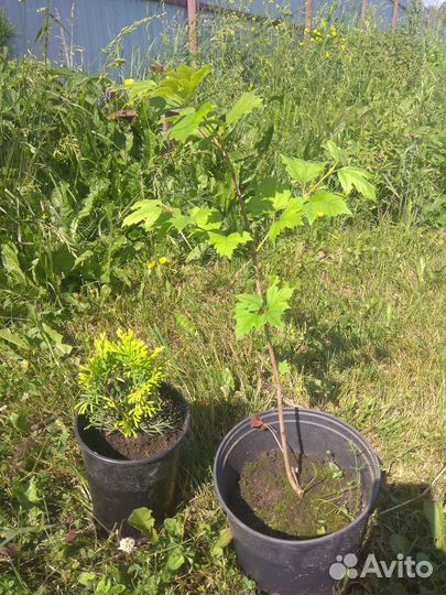 Продам саженцы