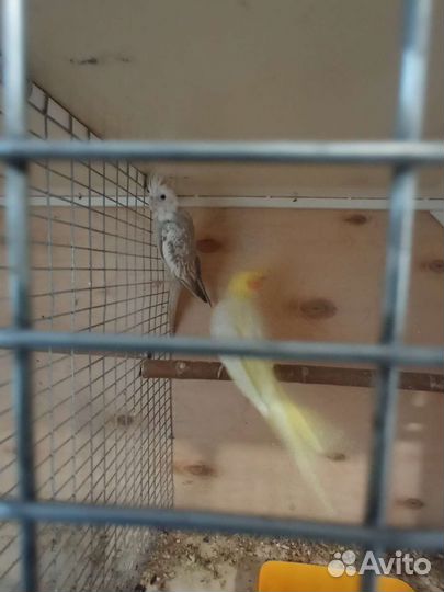 Попугаи. Белая безщëкая