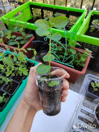 Мята апельсиновая