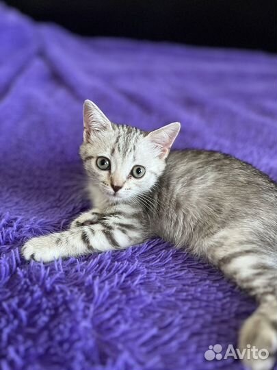 Отдам в добрые руки кошку британку