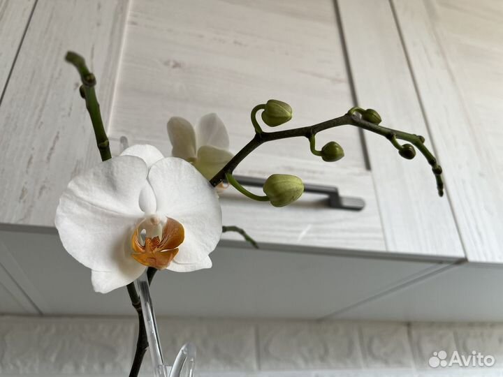 Орхидея
