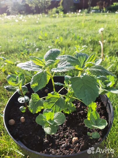 Мята мелисса