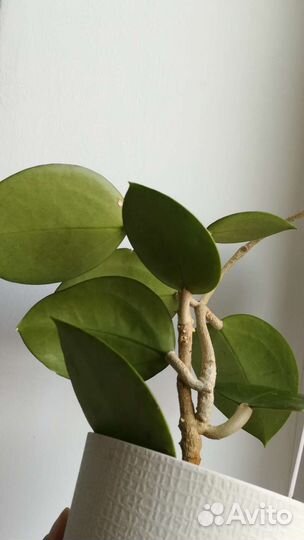 Хойя Acuta 997 spot liys