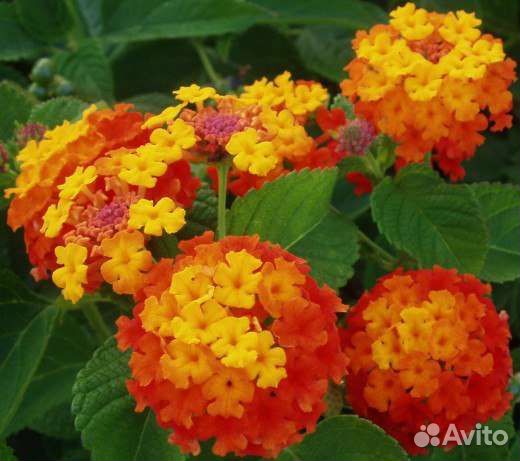 Руэллия,лантаны и др цветы