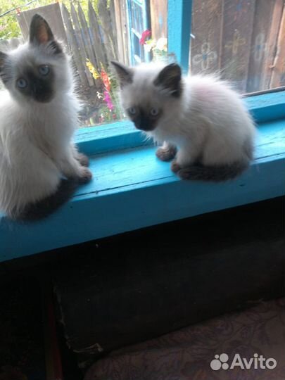 Котятки в добрые руки