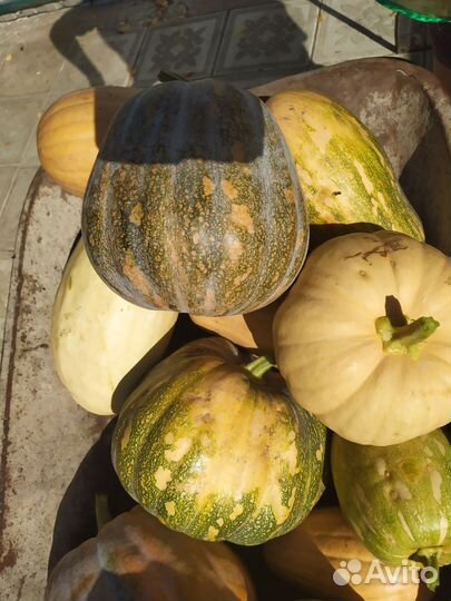 Тыква матильда