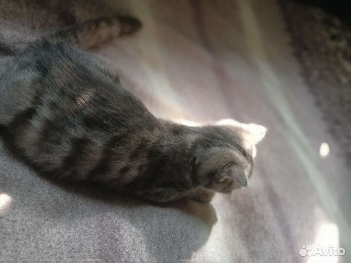 Вислоухий котёнок