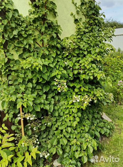 Гортензия черешковая