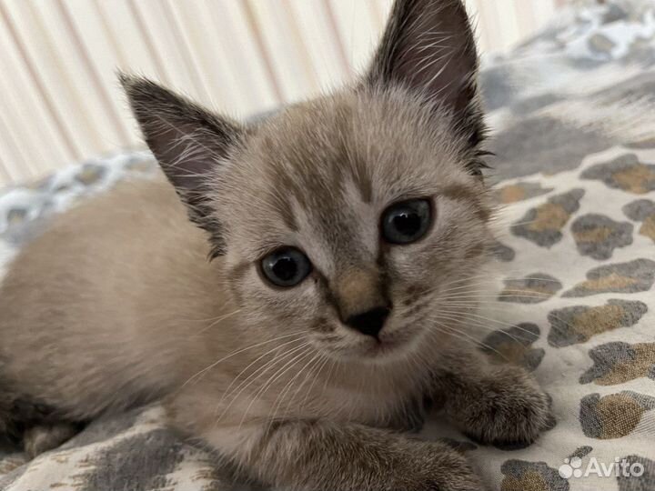 Котенок мальчик