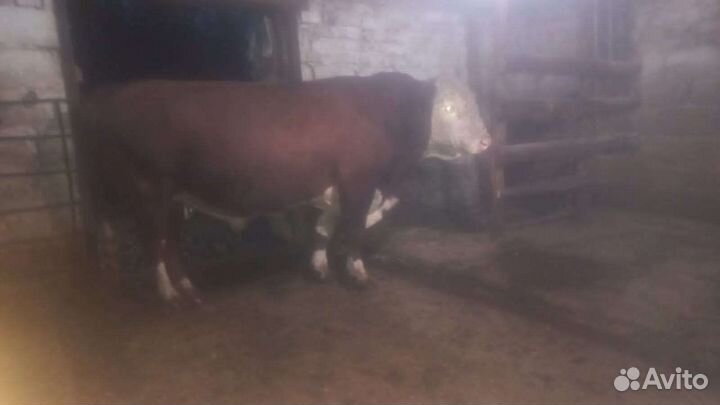 Быки герефорды