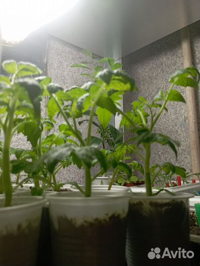 Комнатные перцы и помидоры