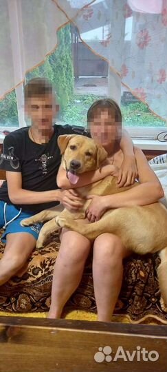 Лабрадор вязка