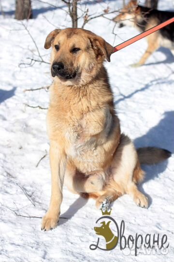 Егор (собачка-инвалид) нуждается в доме и семье