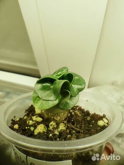 Адениум барашек, Medusa, PPL и др