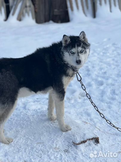 Собаки из приюта